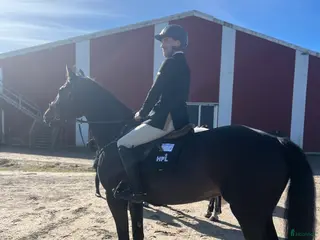 Hoppning hästar till salu: Hopphäst - Annons 3