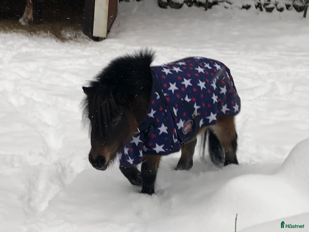 Allround hästar till salu: Fina Anna Bella  - Annons 3