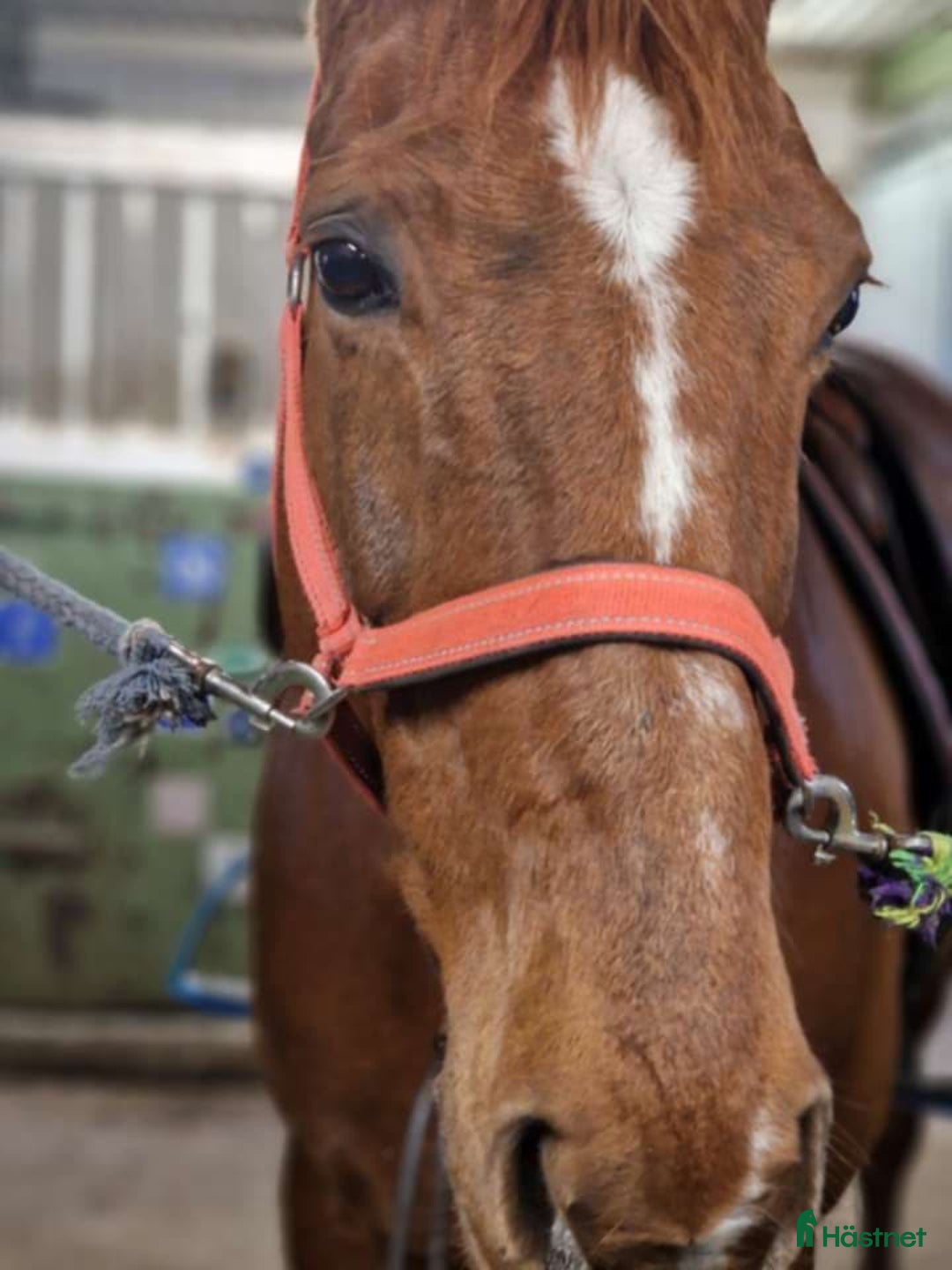 Allround hästar till salu: *RESERVERAD*Trygg hobbyhäst i Eksjö - Annons 2