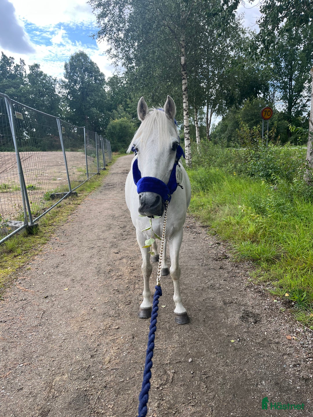 Hoppning hästar till salu: Twilight ||| i Sölvesborg - Annons 1