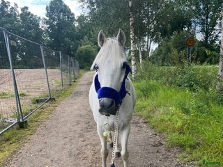 hästar Twilight ||| i Sölvesborg - Annons 15