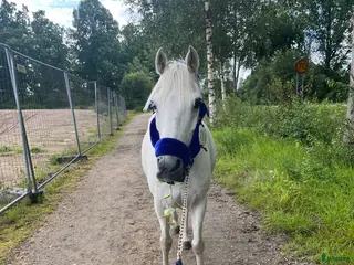 hästar Twilight ||| i Sölvesborg - Annons 5