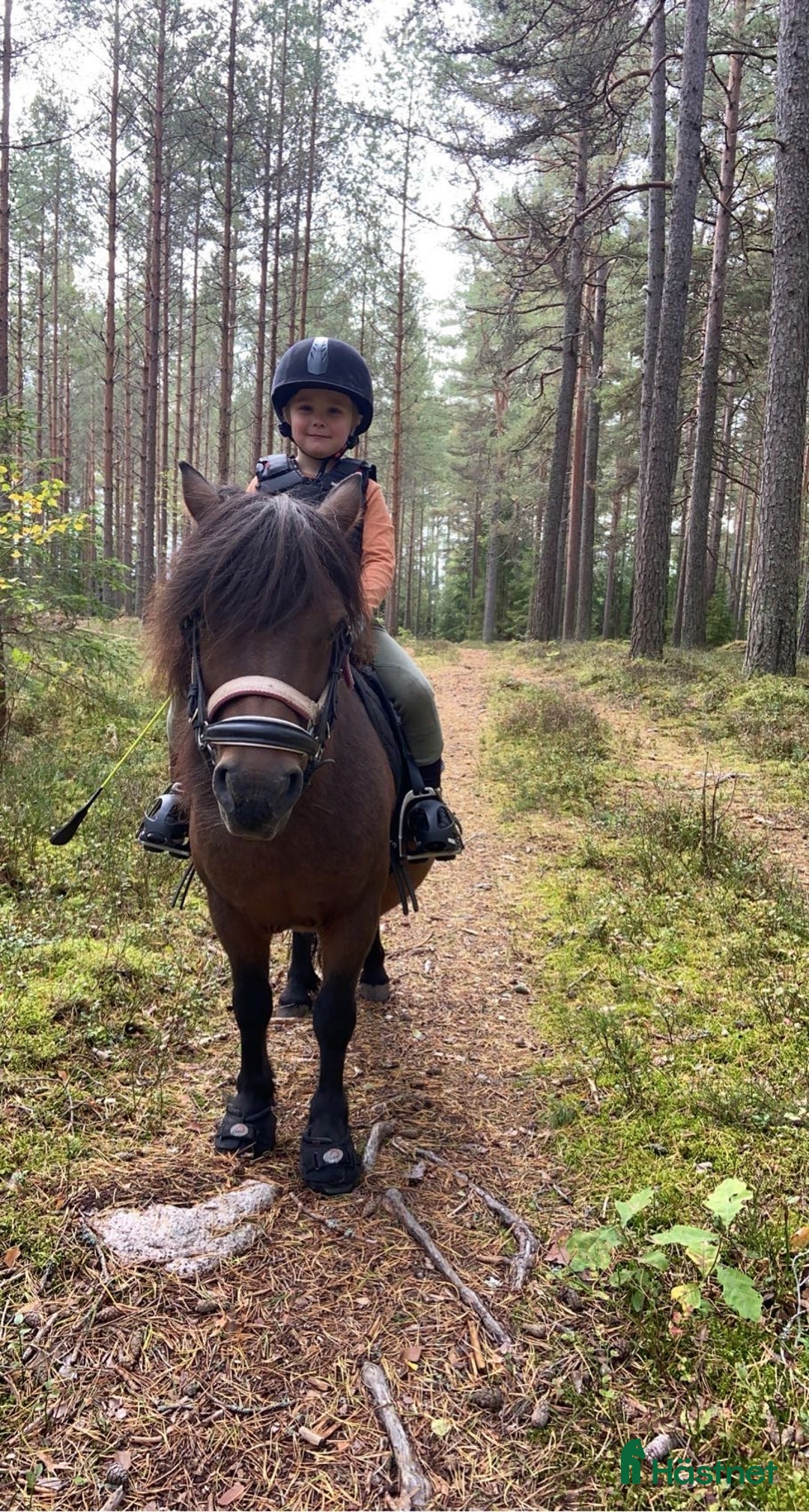 Allround hästar till salu: Trygg barnponny  i Mölltorp - Annons 5