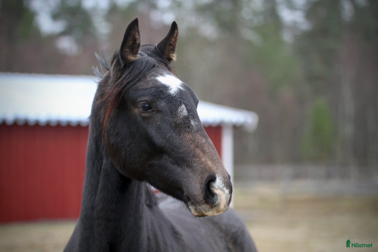  hästar Underbart trevlig 1,5 åring e Cornettino Ask - Annons 3