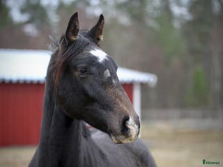 hästar Underbart trevlig 1,5 åring e Cornettino Ask - Annons 2