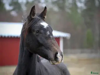 hästar Underbart trevlig 1,5 åring e Cornettino Ask - Annons 3