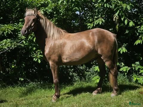  foderhäst finnes: Trevlig C ponny - Annons 3