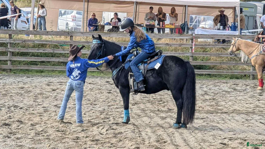 Allround hästar till salu: Världens finaste wonderful magic fellponny  i Ljung - Annons 16