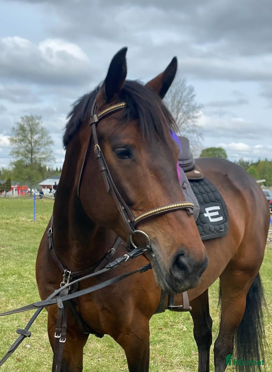  hästar Din blivande stjärna?! i Månsarp - Annons 4