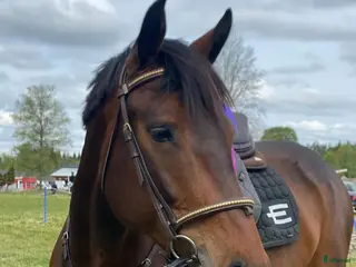 hästar Din blivande stjärna?! i Månsarp - Annons 4