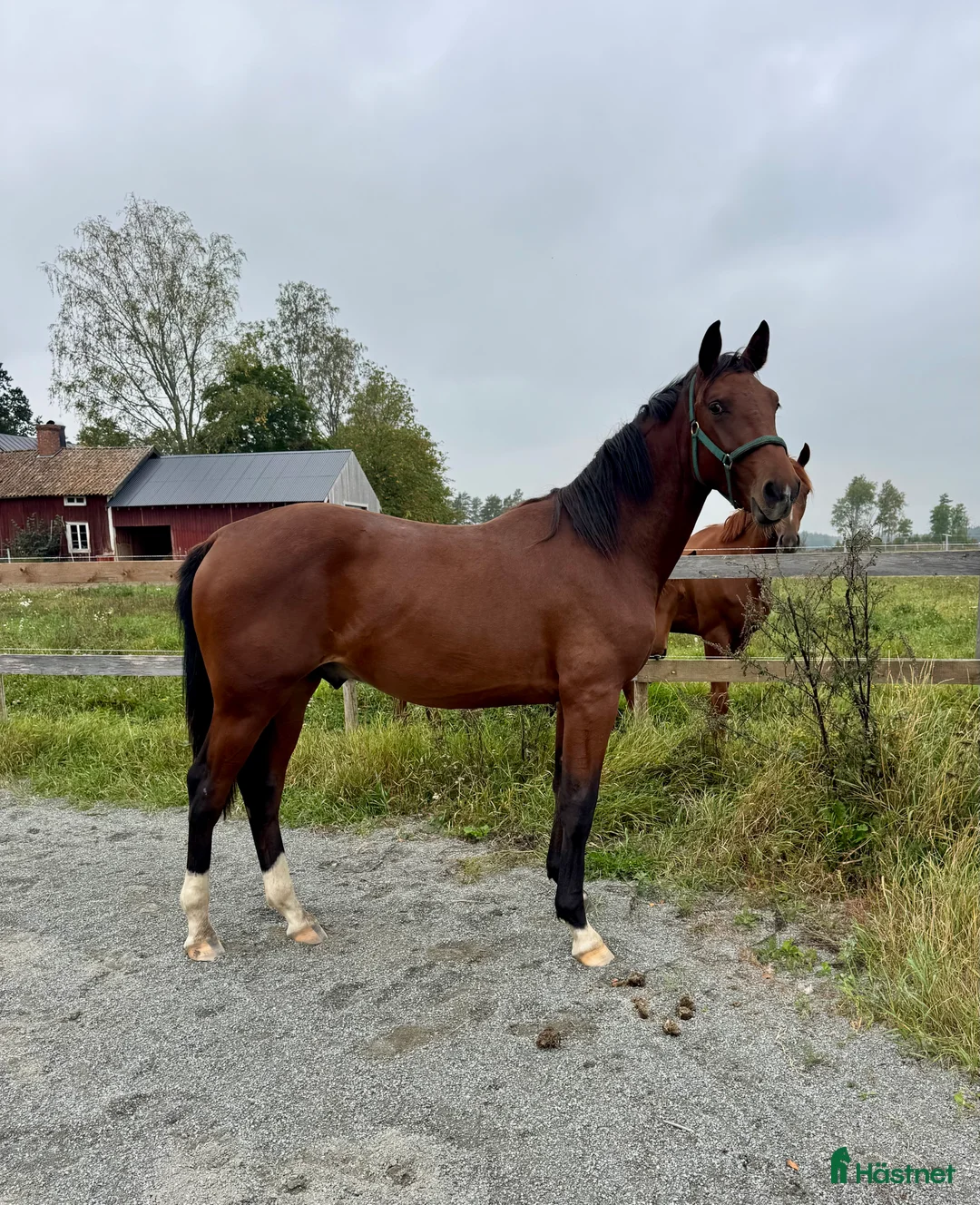 Hoppning hästar till salu: Hoppstammad 2-åring e. Quibery -Ludwigs Champion  - Annons 2