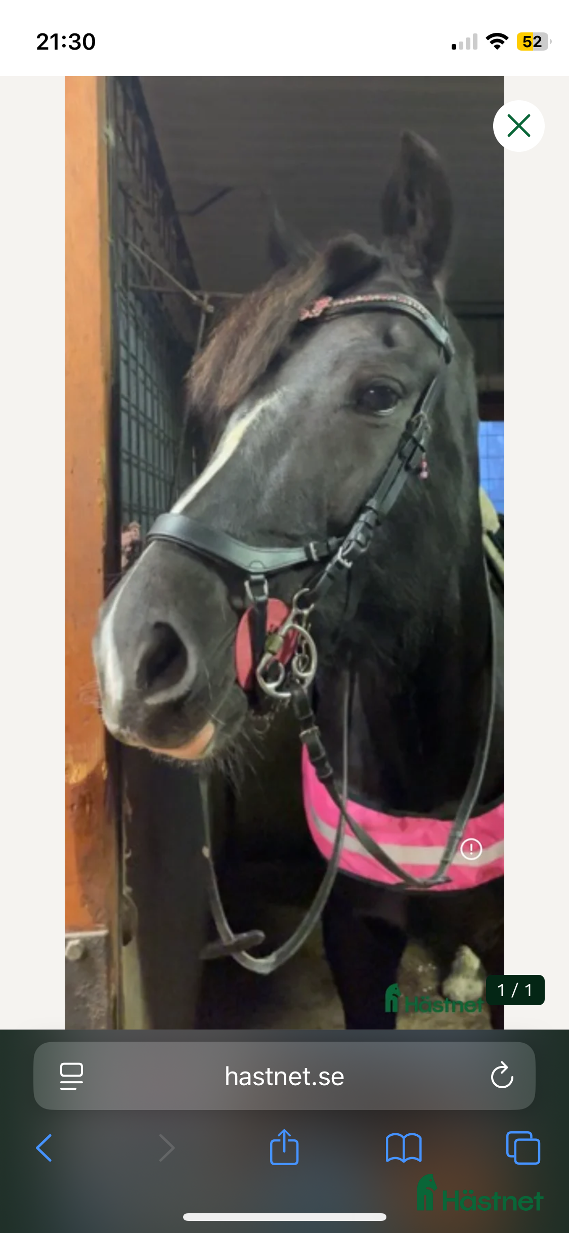 Träns hästutrustning fint träns från hööks - Annons 7