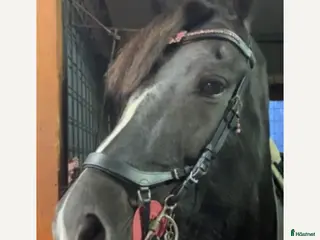 Träns hästutrustning fint träns från hööks - Annons 7