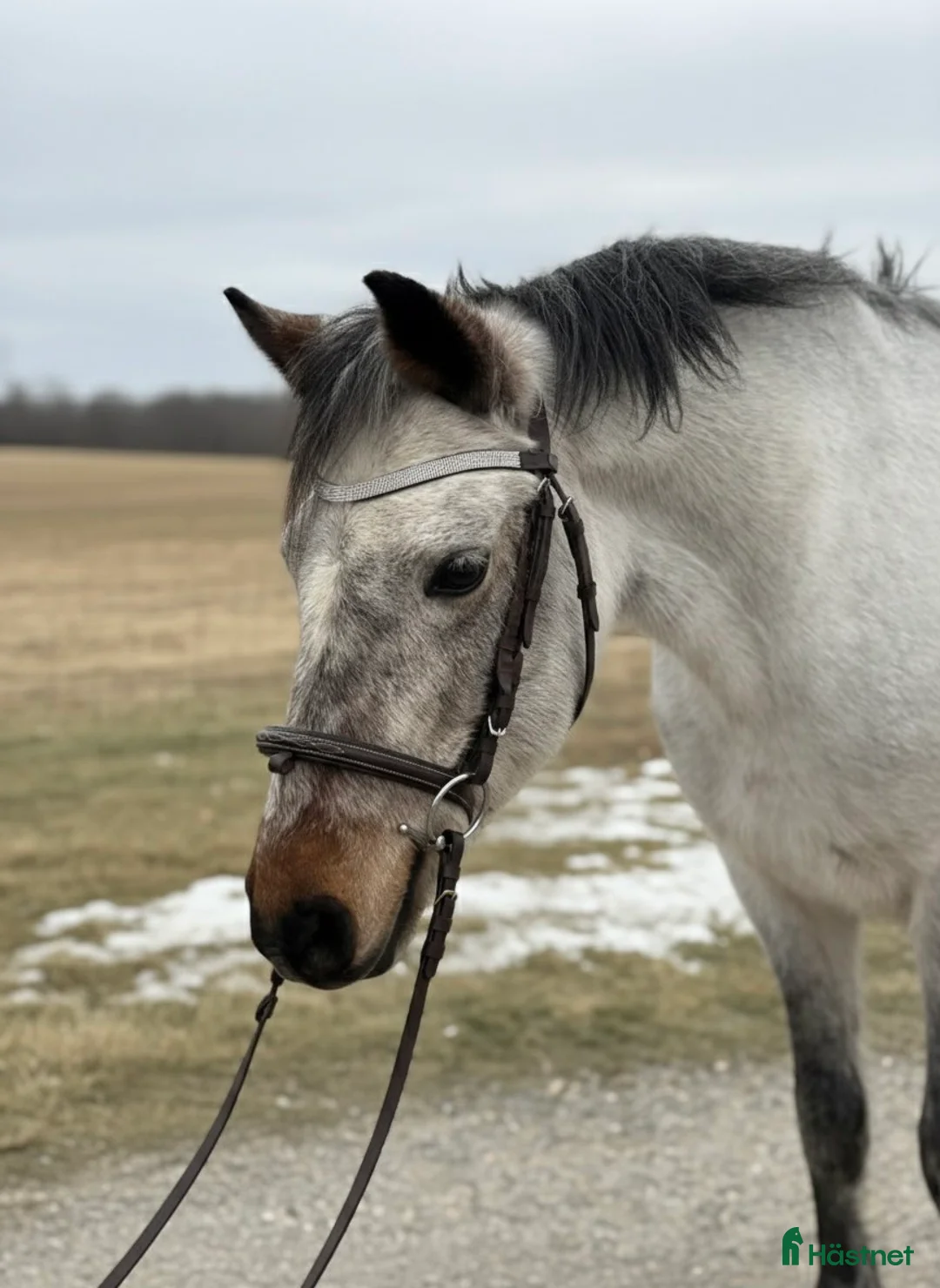  foderhäst sökes: Uthyres - 1st C-ponny och 1st D-ponny. - Annons 1