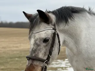 foderhäst Uthyres - 1st C-ponny och 1st D-ponny. - Annons 7