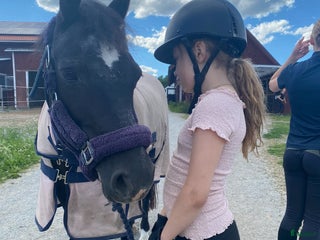 medryttarhäst sökes: Medryttarhäst sökes ca 1 gång/vecka i Bromma - Annons 1