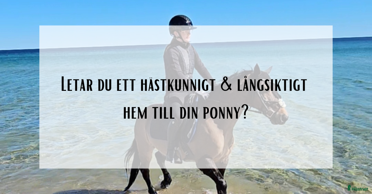  hästar Bästa kompis sökes till långvarigt hem  - Annons 3