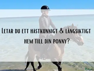 hästar Bästa kompis sökes till långvarigt hem - Annons 3