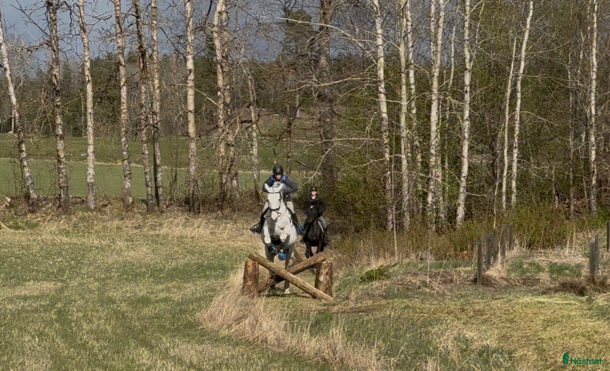  stallplats Lösdrift för dig som vill träna med din häst - Annons 2
