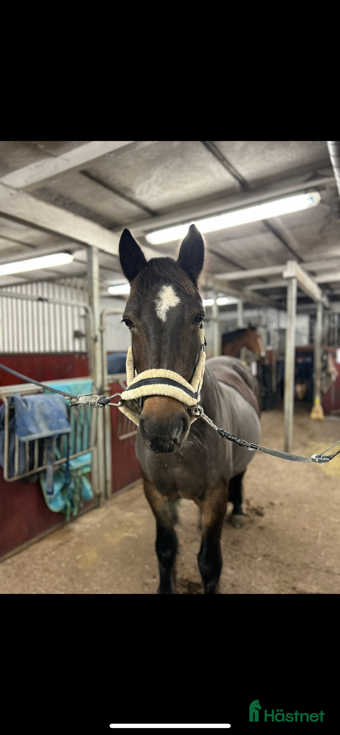 medryttarhäst finnes: Medryttarhäst finnes i Ösmo💝 i Ösmo - Annons 2