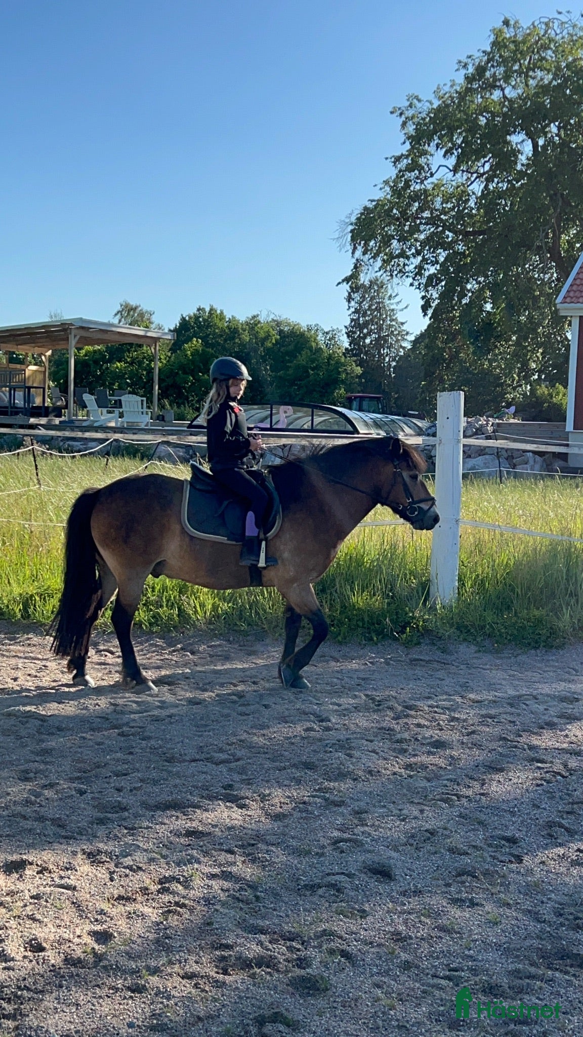  hästar Farbror Frej söker sin nästa bästa vän ❤️ - Annons 1