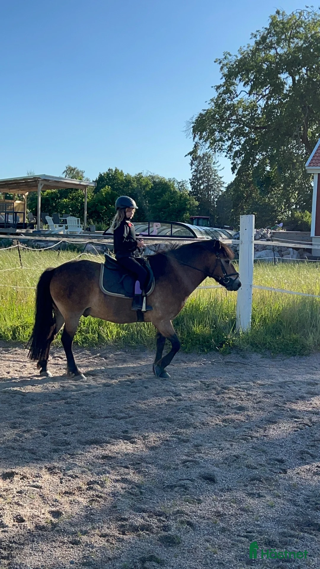 Allround hästar till salu: Farbror Frej söker sin nästa bästa vän ❤️ - Annons 1