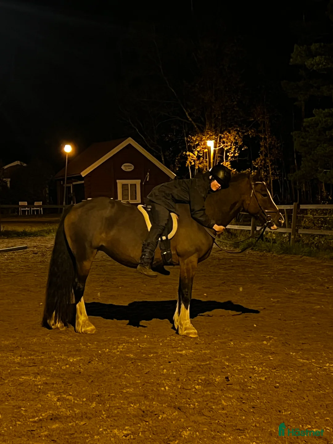  medryttarhäst finnes: Meriterat sto, medryttare för igångsättning - Annons 3