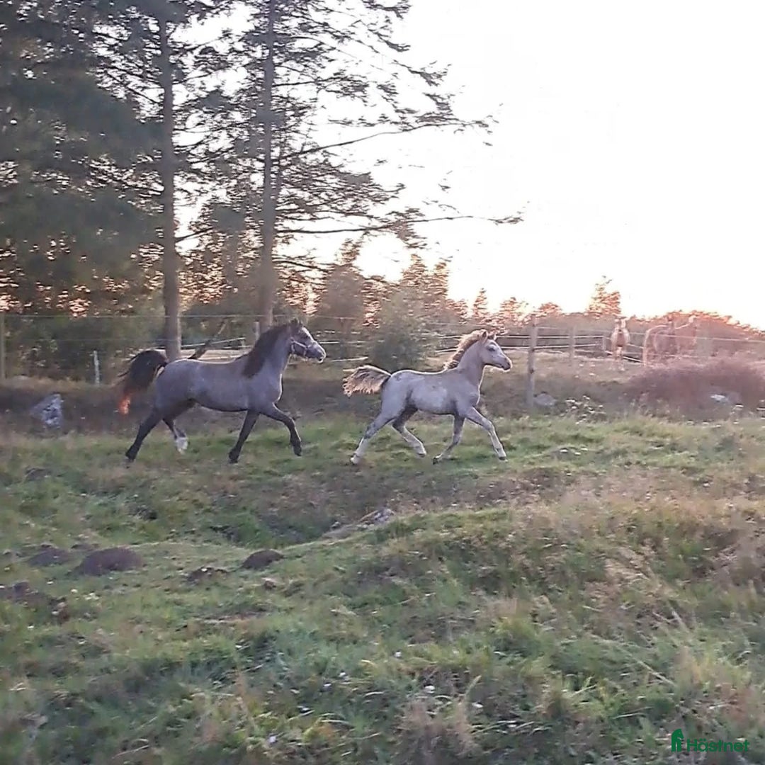 Allround hästar till salu: Två härliga Welsh mountain -systrar i Genarp - Annons 1
