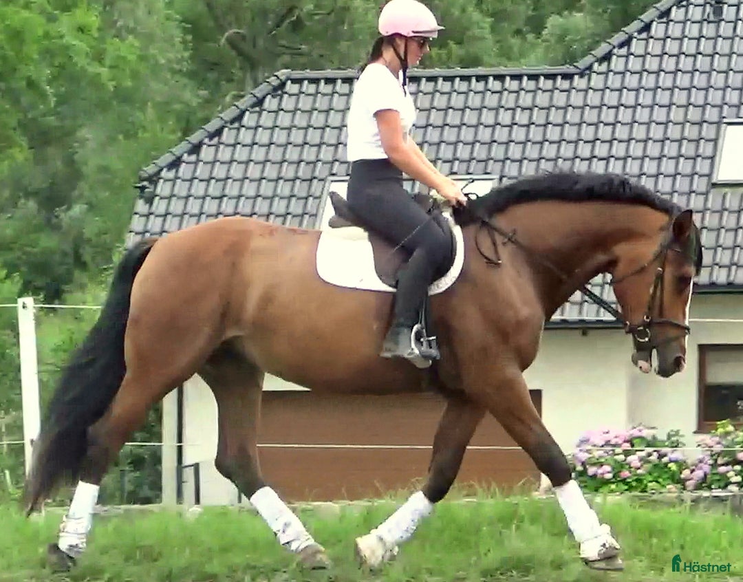 Allround hästar till salu: Talented moving Star for everybody i Örsundsbro - Bild 11
