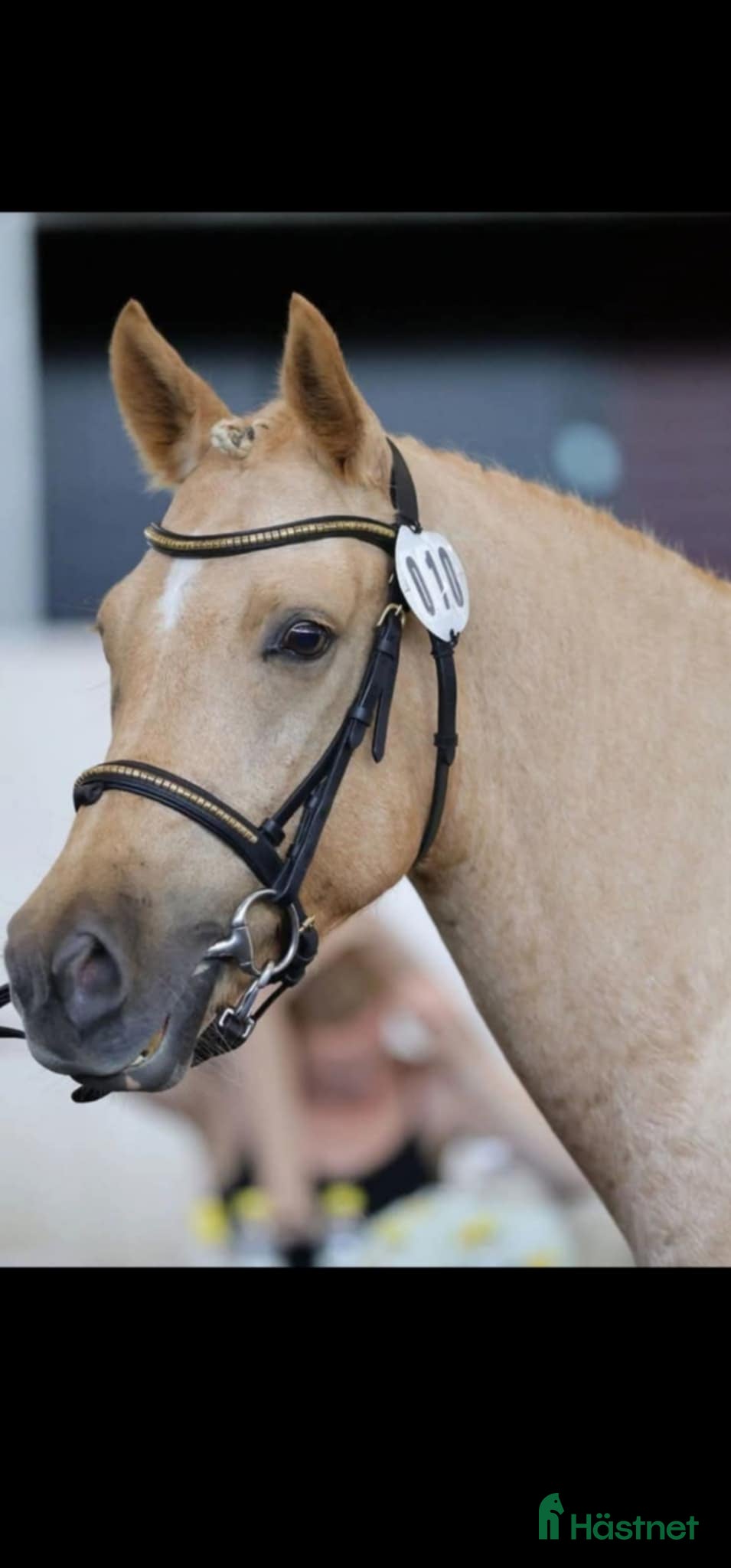  hästar ✨️ Fantastisk D-ponny ✨️ - Annons 15