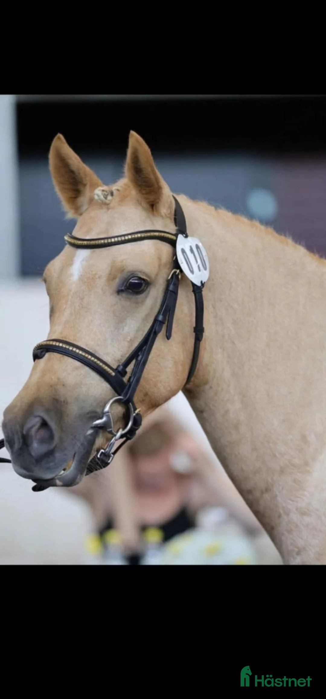 Allround hästar till salu: ✨️ Fantastisk D-ponny ✨️ - Annons 1