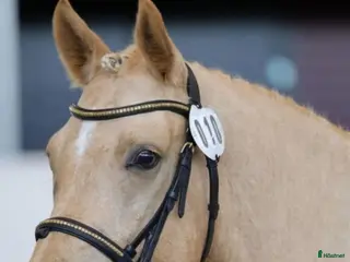 hästar ✨️ Fantastisk D-ponny ✨️ - Annons 15