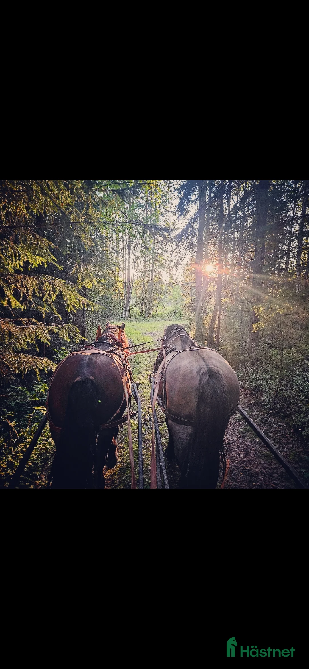 Avelshästar hästar till salu: Unik avelshingst med färgen musblack. - Annons 9