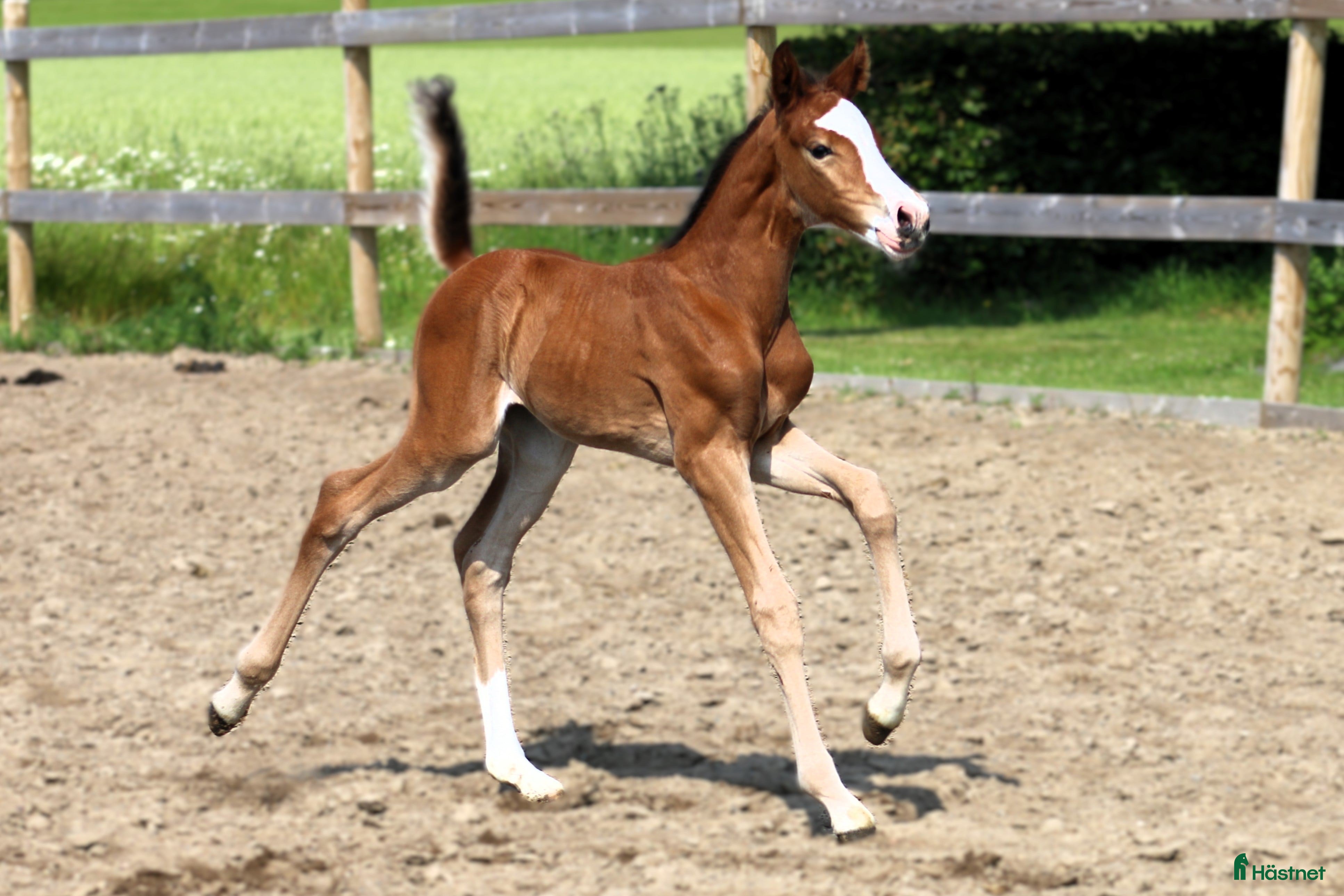 Hoppning hästar till salu: Åring e Captain Cooper- Bengt Nabab - Cardento i Borrby - Annons 4