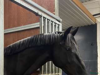 stallplats finnes: Stalldel 5 platser i Västerås - Annons 1