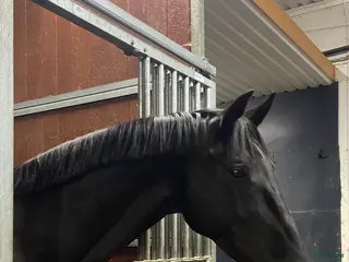 stallplats finnes: Stalldel 5 platser i Västerås - Annons 3