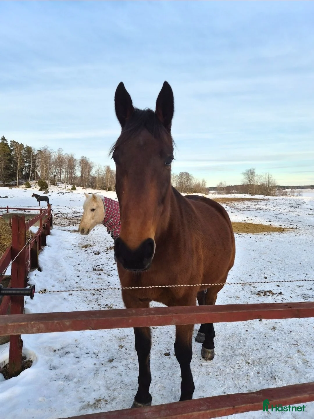 Sällskap hästar till salu: Världens snällaste 10-åring! i Täby - Annons 4