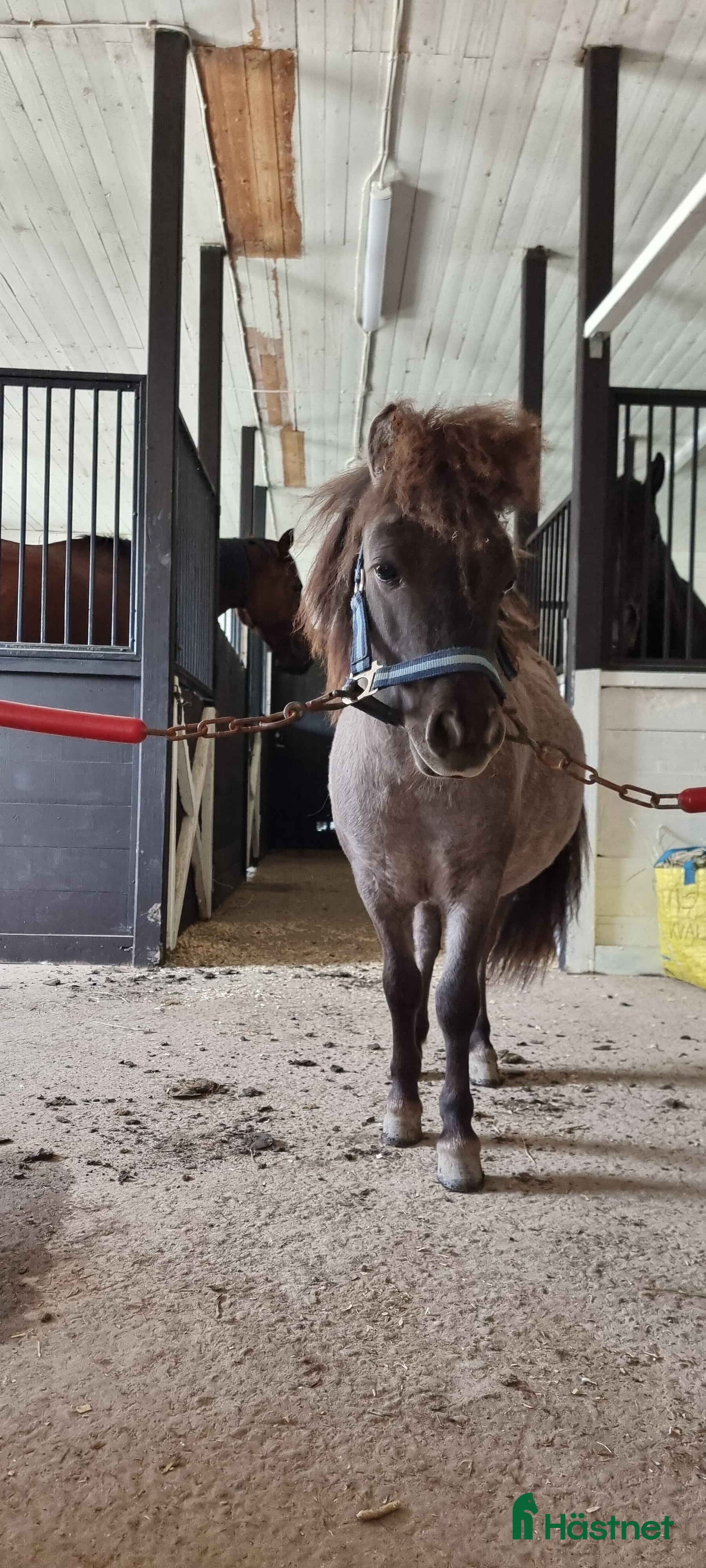  hästar Shetlands ponny valack 3 år  - Annons 1