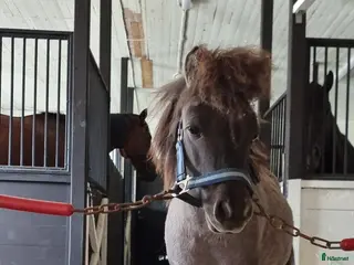 hästar Shetlands ponny valack 3 år - Annons 1