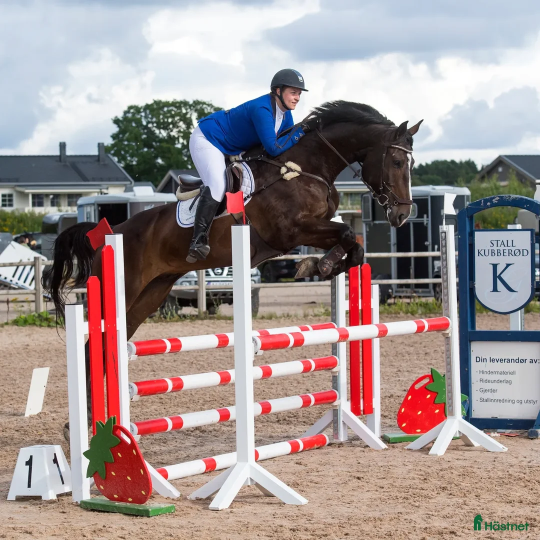 Hoppning hästar till salu: Fälttävlan/hopphest som elsker å jobbe i Råde - Annons 2