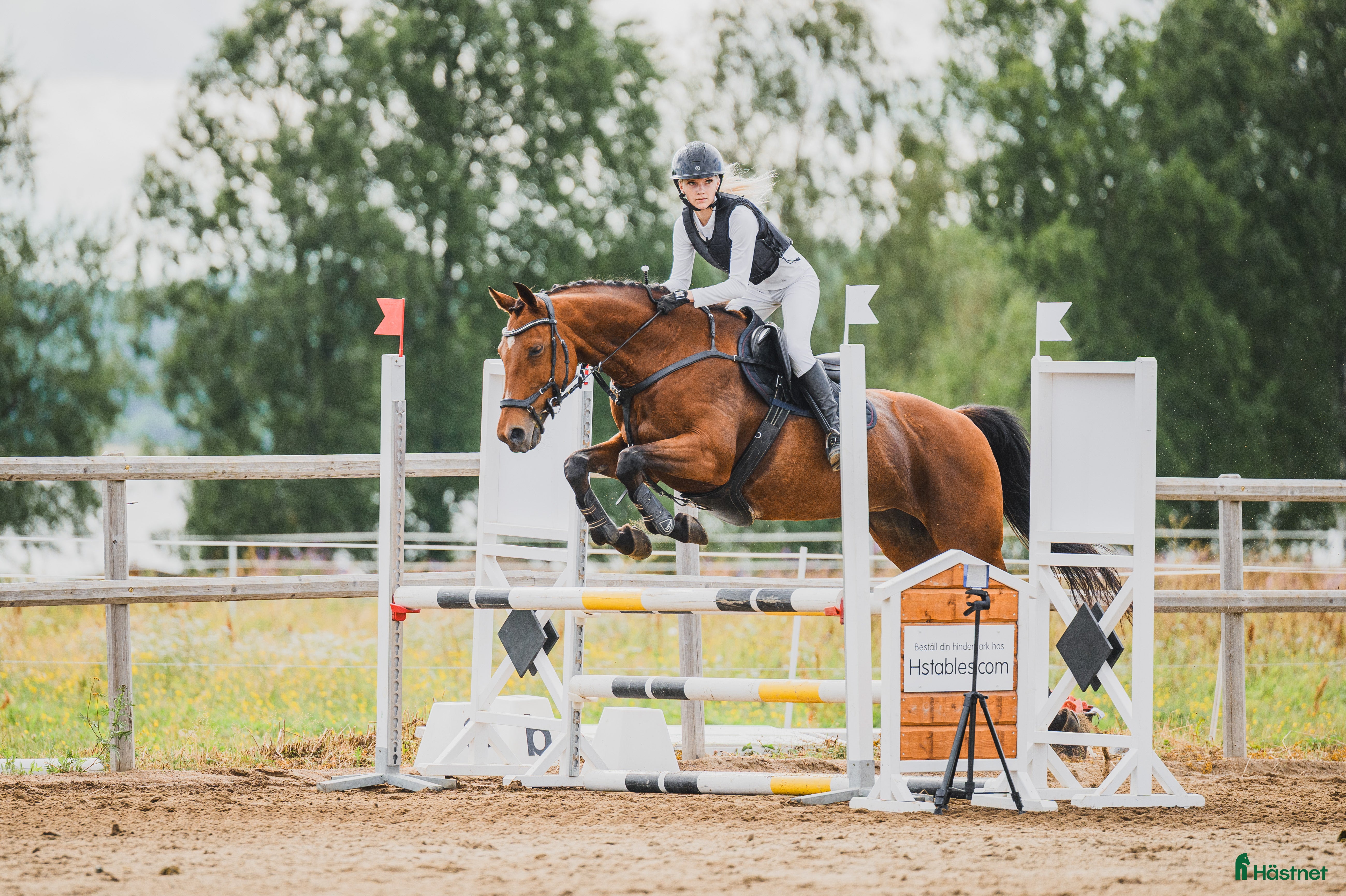  hästar Piggt och trevligt allroundsto i Boden - Annons 7