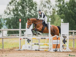 hästar Piggt och trevligt allroundsto - Annons 20