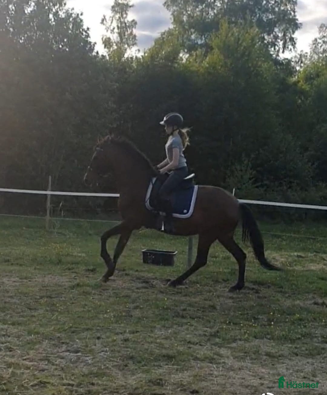  hästar Skogsmulle/sällskapshäst, med extra fart i! - Annons 1