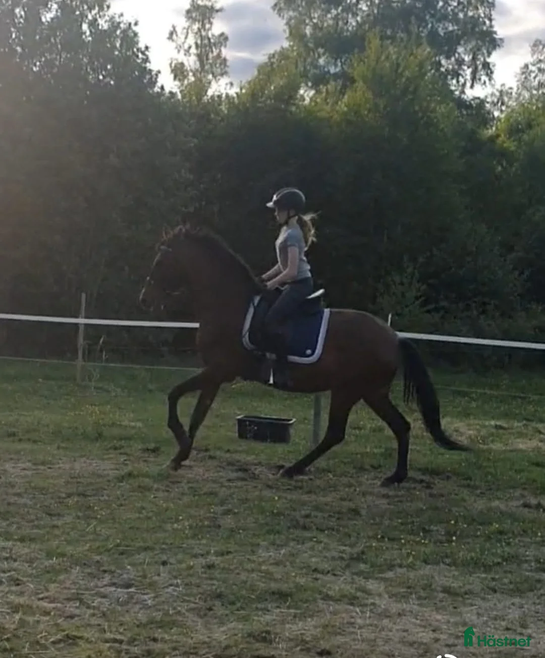 Allround hästar till salu: Skogsmulle/sällskapshäst, med extra fart i! - Annons 1