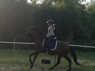 hästar Skogsmulle/sällskapshäst, med extra fart i! - Annons 1