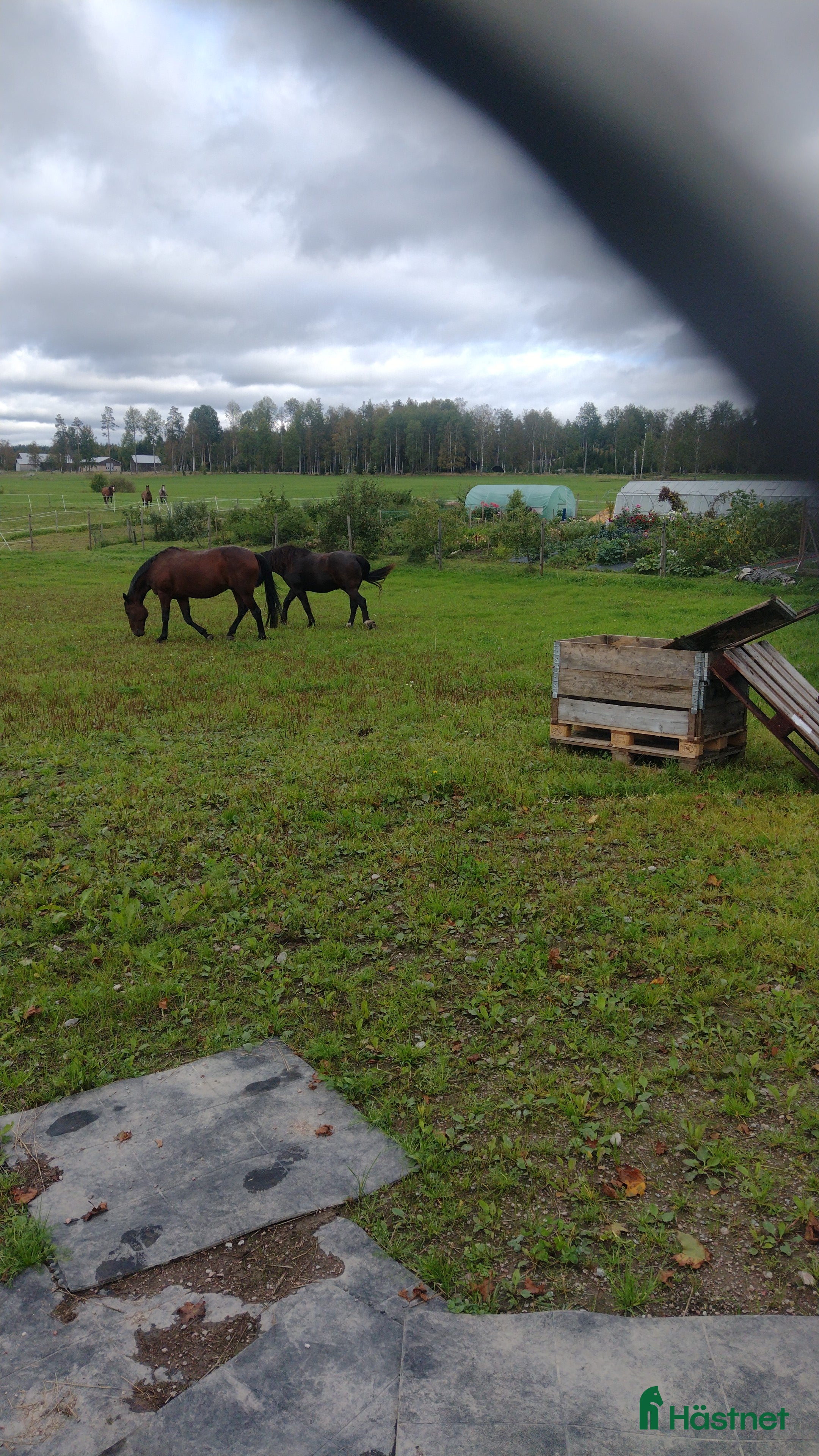  stallplats finnes: BETE och ev. stallplats i Norberg - Annons 1