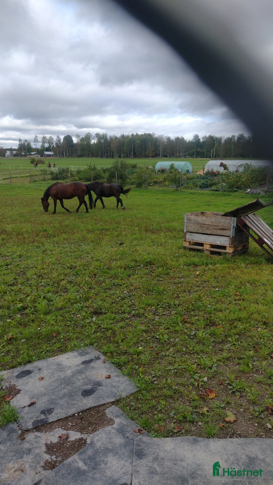  stallplats finnes: BETE och ev. stallplats i Norberg - Annons 1