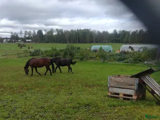 stallplats finnes: BETE och ev. stallplats i Norberg - Annons 1