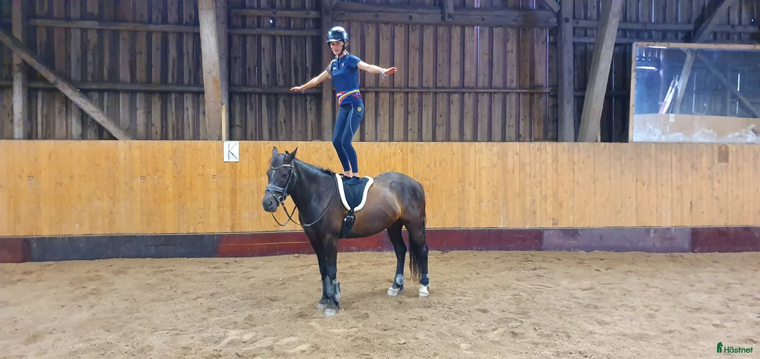 Hoppning hästar till salu: Bästa ponnyn söker ny kärleksfull familj  - Annons 2