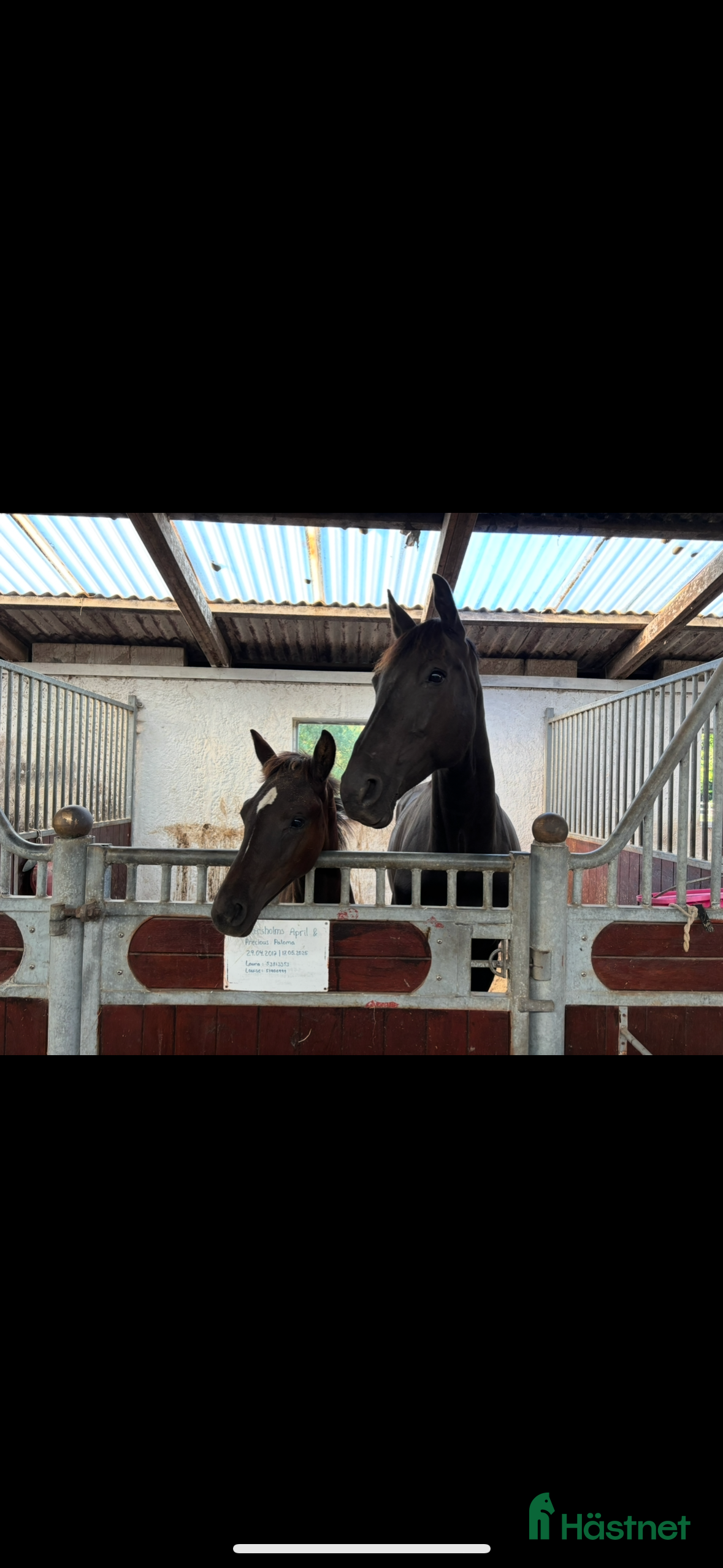  hästar Velbygget hoppeføl med 3 gode gangarter - Annons 1